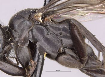 Media type: image;   Entomology 28386 Aspect: thorax lateral